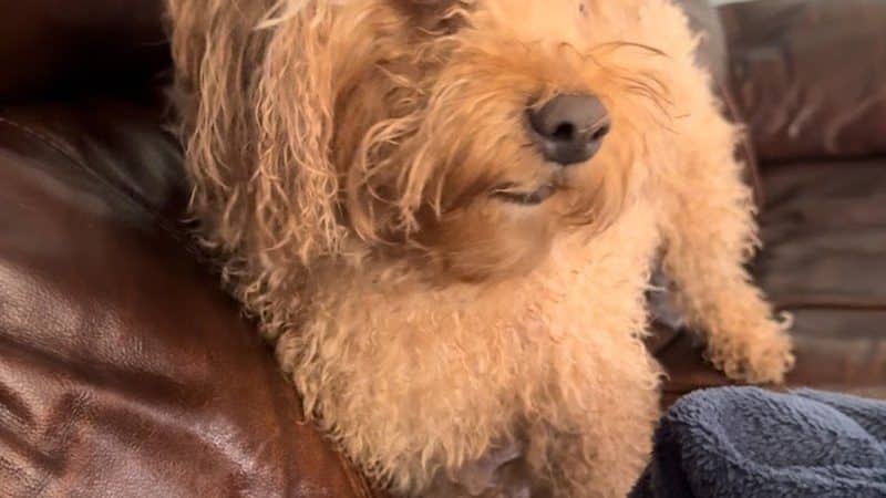 Free Paws Dog Lodging & Daycare - Lithia, FL