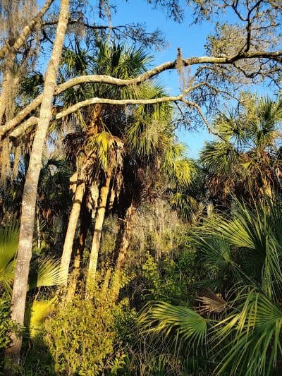 Ibis Park - Lithia, FL