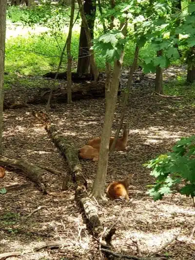 Peckman Preserve - Little Falls Township, NJ