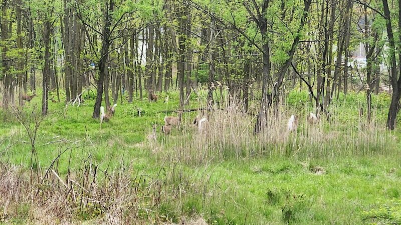 Peckman Preserve - Little Falls Township, NJ