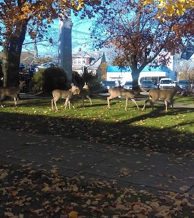 Wilmore Park - Little Falls Township, NJ