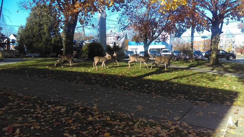 Wilmore Park - Little Falls Township, NJ