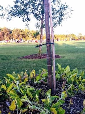 NMB Sports Park Soccer/Frisbee/Lacrosse