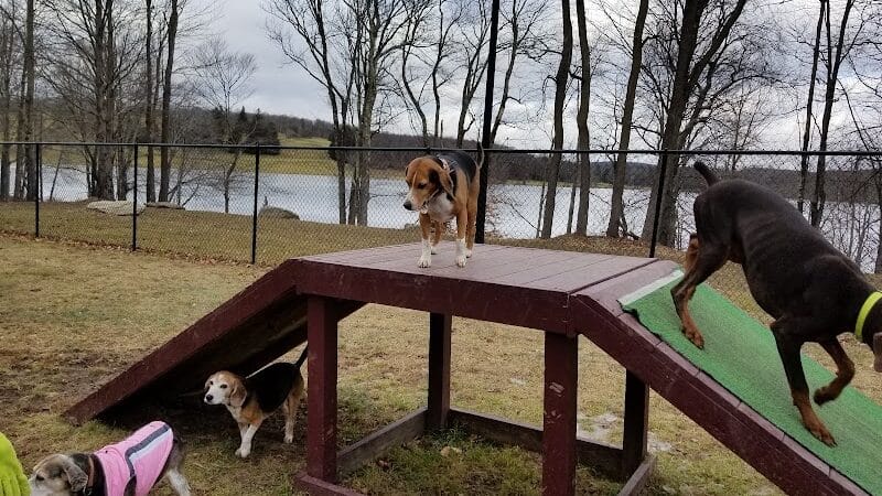 Morningside Dog park - Loch Sheldrake, NY