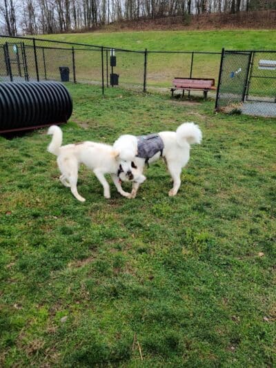 Morningside Dog park - Loch Sheldrake, NY