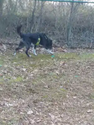 Locust Dog Park - Locust, NC