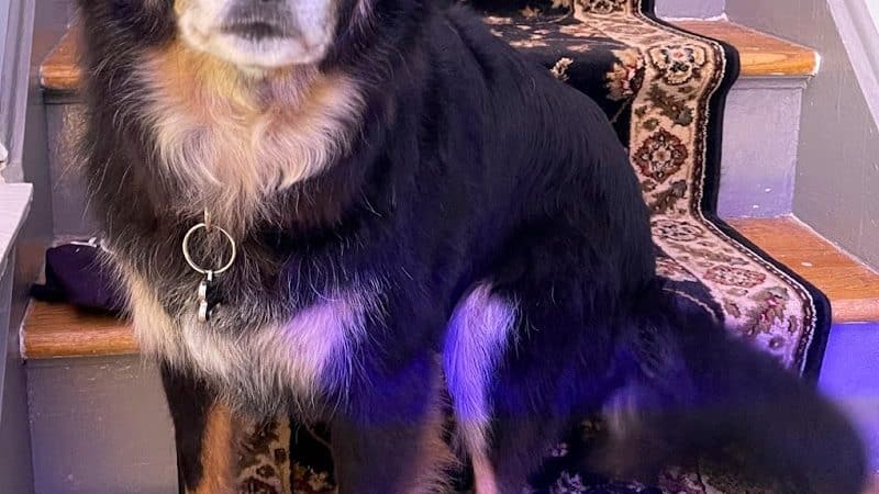 Bark Avenue Pet Spa - Locust Valley, NY