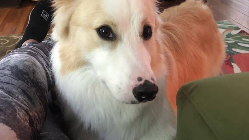 Bark Avenue Pet Spa - Locust Valley, NY