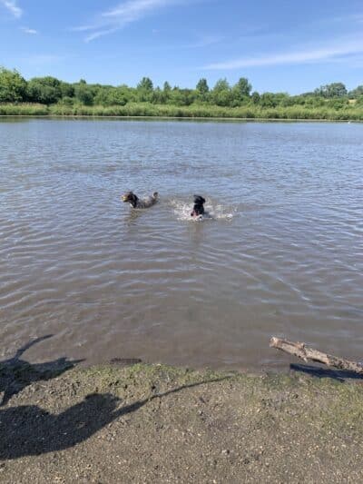 East Branch Off-leash Dog Park - Lombard, IL