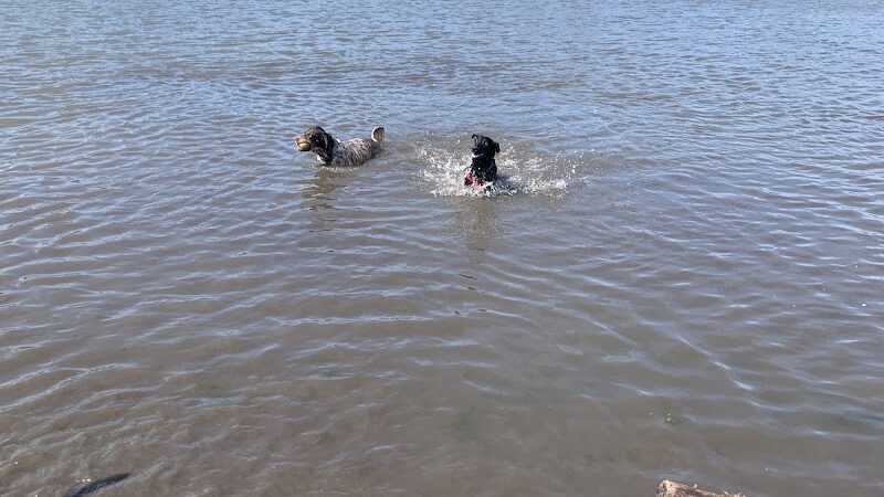 East Branch Off-leash Dog Park - Lombard, IL