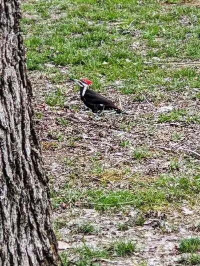 Dixie Street Park - London, KY