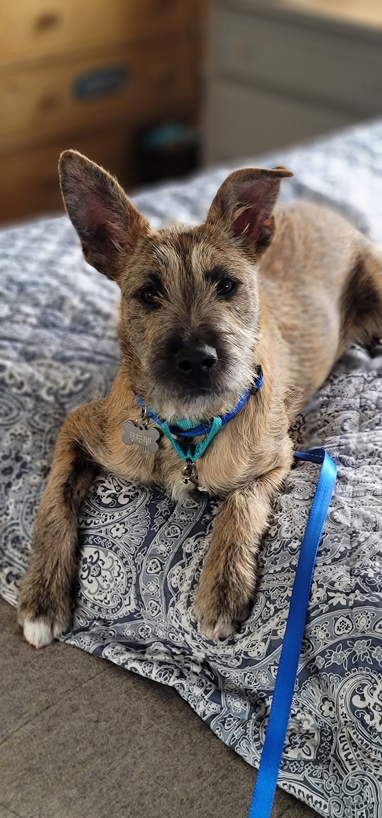 Posh Pets Rescue - Long Beach, NY
