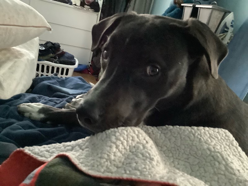 Posh Pets Rescue - Long Beach, NY