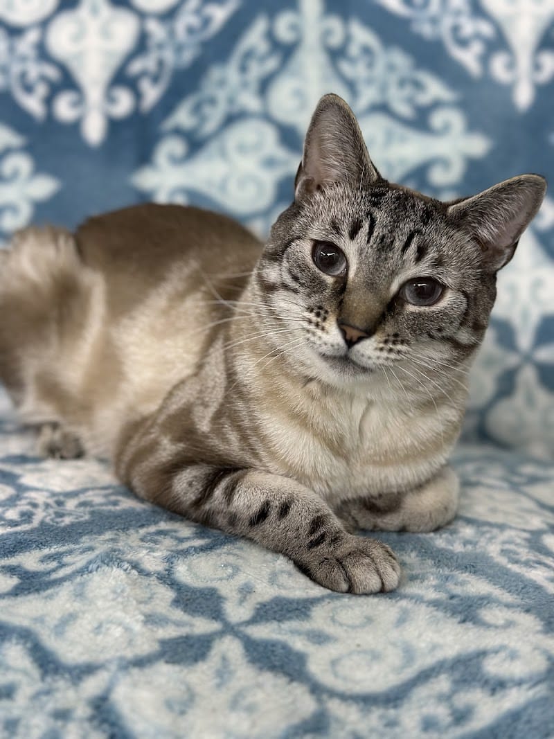 Posh Pets Rescue - Long Beach, NY