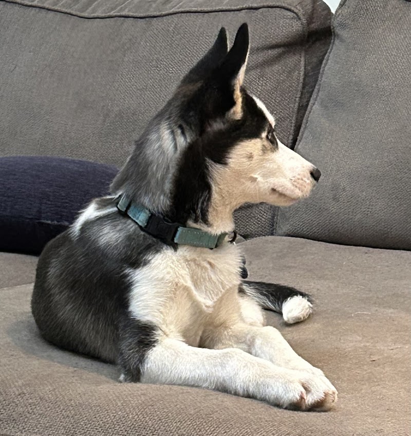Posh Pets Rescue - Long Beach, NY