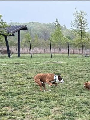 Barklands