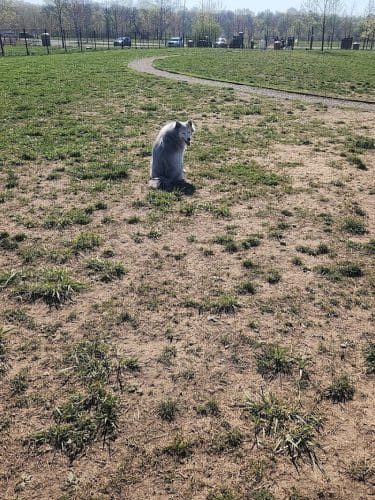 Barklands