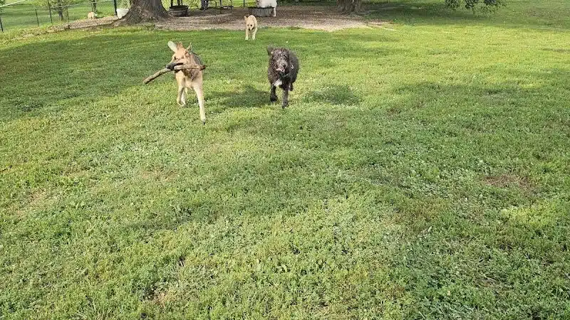 Champions Dog Run (Members Only) - Louisville, KY