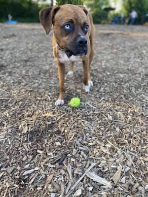 Club K9 Dog Park Bar