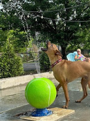 Club K9 Dog Park Bar