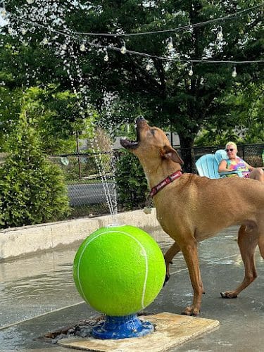 Club K9 Dog Park Bar