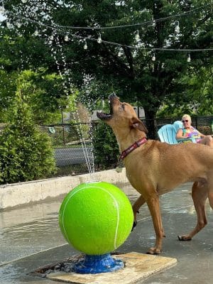 Club K9 Dog Park Bar