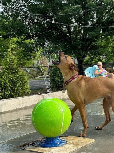 Club K9 Dog Park Bar