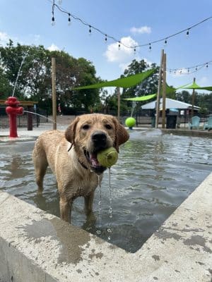 Club K9 Dog Park Bar