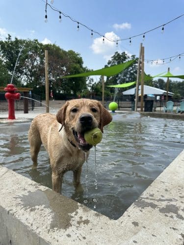 Club K9 Dog Park Bar