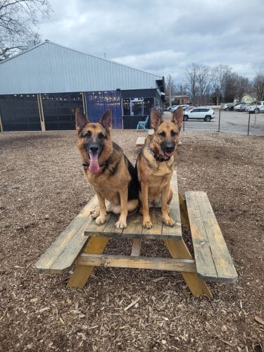Club K9 Dog Park Bar