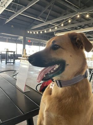 Club K9 Dog Park Bar