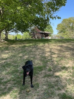 Cochran Hill Dog Run (Members Only)