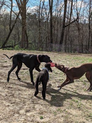 Cochran Hill Dog Run (Members Only)