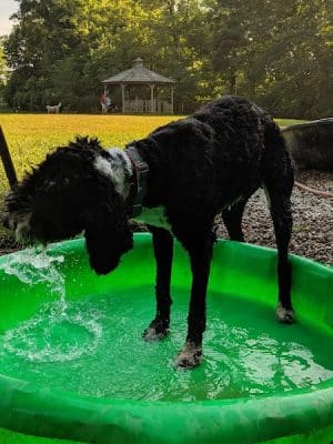Cochran Hill Dog Run (Members Only)