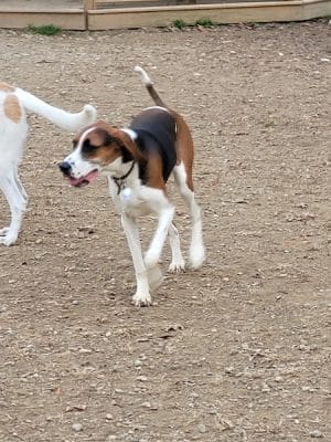 Cochran Hill Dog Run (Members Only)