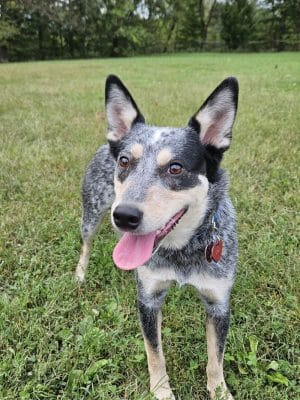 Cochran Hill Dog Run (Members Only)