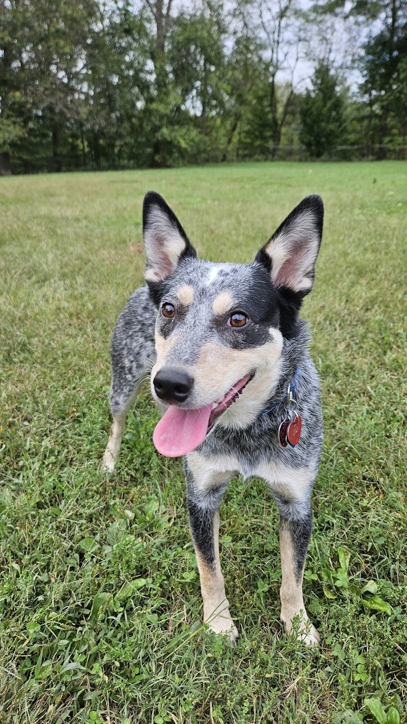 Cochran Hill Dog Run (Members Only) - Louisville, KY