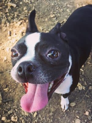 Morton Avenue Dog Park