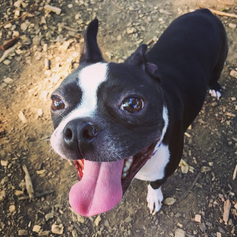 Morton Avenue Dog Park - Louisville, KY