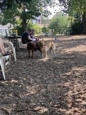 Morton Avenue Dog Park