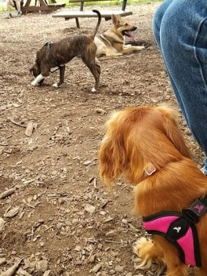 Morton Avenue Dog Park