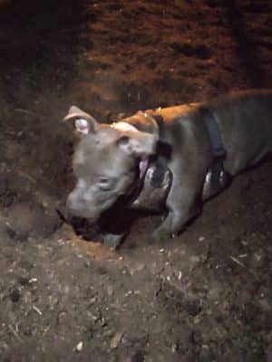 Morton Avenue Dog Park