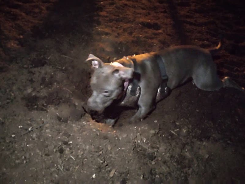 Morton Avenue Dog Park - Louisville, KY