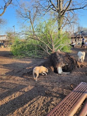 Morton Avenue Dog Park