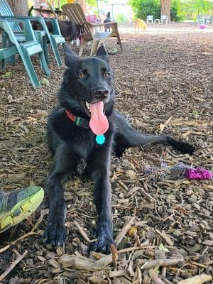 Morton Avenue Dog Park