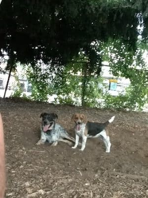Morton Avenue Dog Park