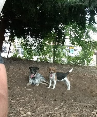 Morton Avenue Dog Park
