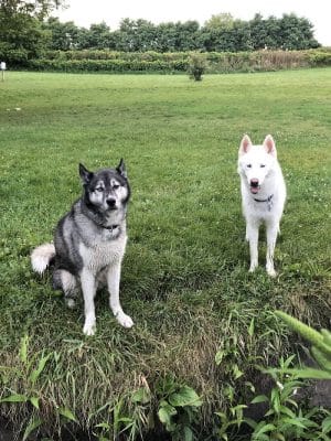 Canine Corners Dog Park - Olson Park