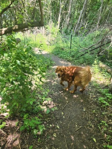 Canine Corners Dog Park - Olson Park