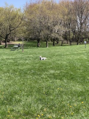 Canine Corners Dog Park - Olson Park